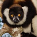 Vortrag Madagaskar