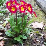 Zierprimel, die vor drei Jahren im Garten 'ausgesetzt' wurde, nun 'verwildert' ist und wieder hohe Blütenstängel austreibt.