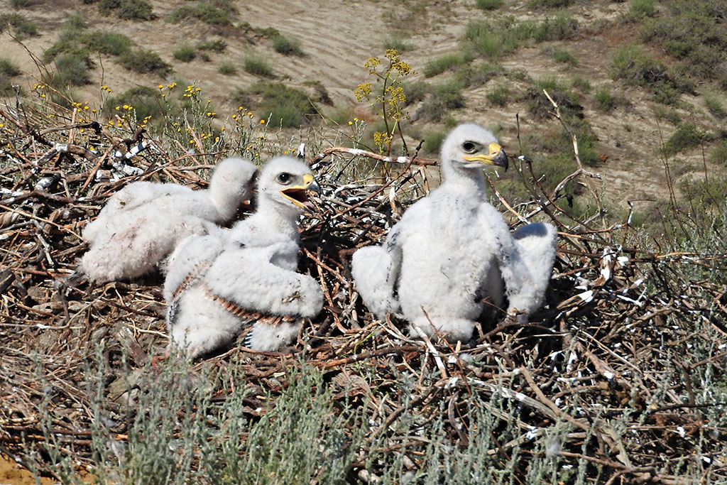 Kaiseradlerhorst mit Küken in Kasachstan, Foto: NABU / Stefan Michel Kaiseradlerhorst mit Küken in Kasachstan, Foto: NABU / Stefan Michel