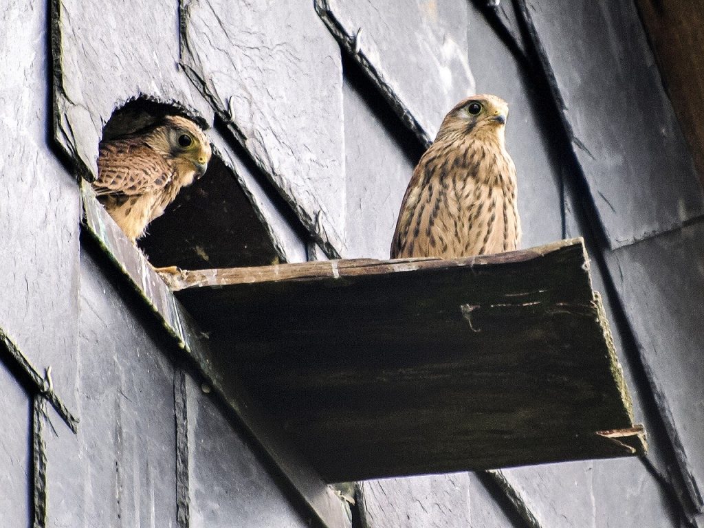 Turmfalken, Foto von Kathy Büscher auf Pixabay Turmfalken, Foto von Kathy Büscher auf Pixabay