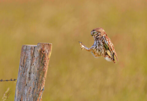 Steinkauz, Foto: NABU / Winfried Rusch