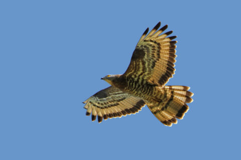 Segelnder Wespenbussard, Foto: NABU / Christoph Moning