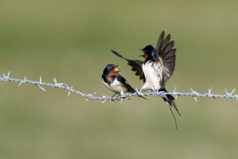 Rauchschwalbe, Foto: NABU / Hartmut Mletzko