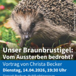 Nahaufnahme eines Braunbrustigels auf grünem Untergrund mit NABU-Logo und Text zu einem Vortrag über den Braunbrustigel und ob er vom Aussterben bedroht ist am 14.04.2026 im Tierpark Bochum