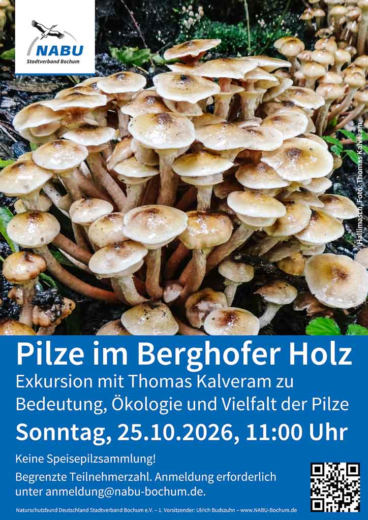 Viele braune Pilze mit hellen Stielen wachsen dicht beieinander mit Text Pilze im Berghofer Holz eine Exkursion mit Thomas Kalveram am 25.10.2026 um 11 Uhr